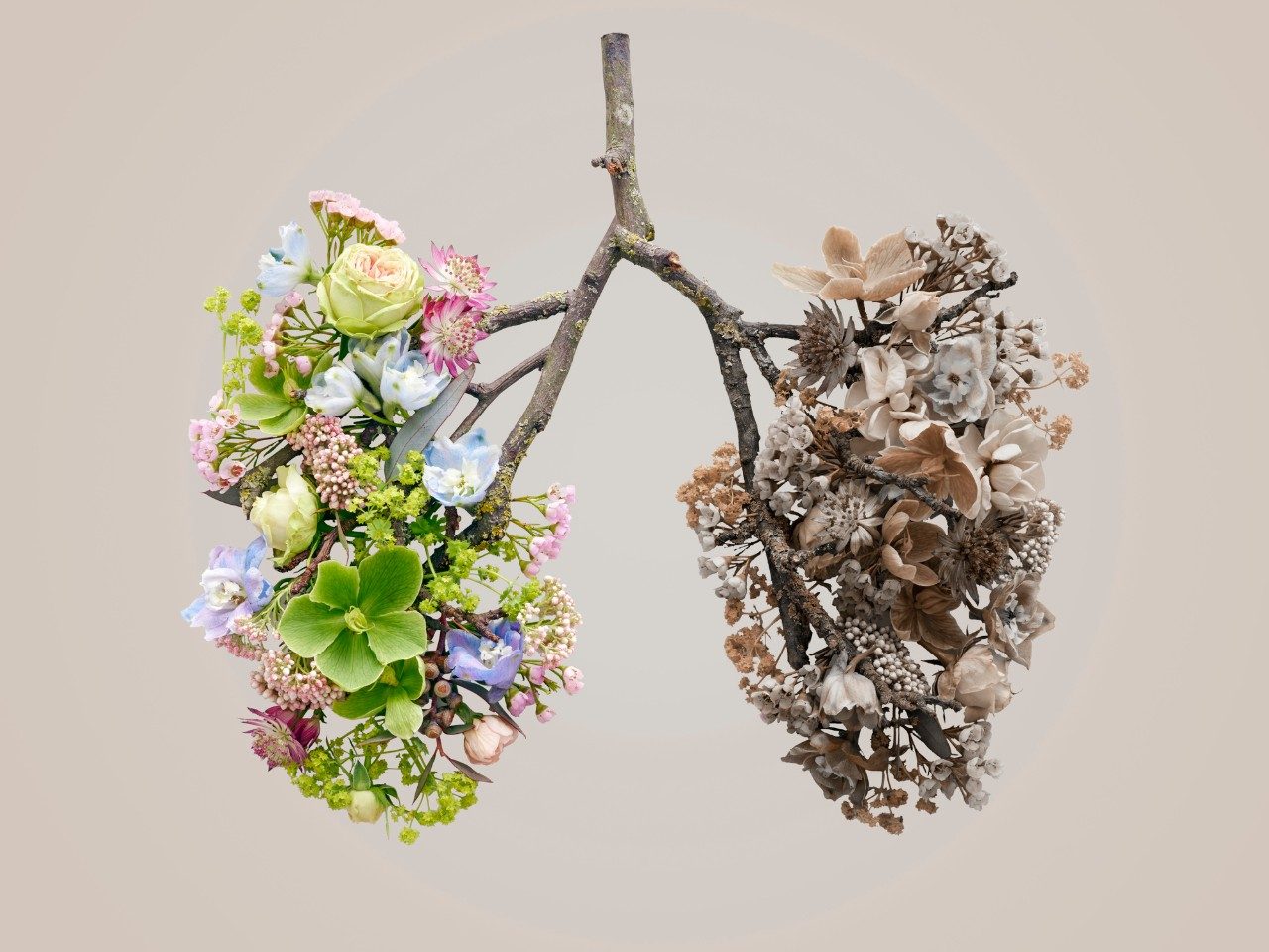 Spring flowers representing human lungs, conceptual studio shot.